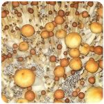 Псилоцибиновые (галлюциногенные) грибы в Краснокамске Psilocybin "Golden Teacher" Псилоцибиновые (галлюциногенные) грибы в Краснокамске Psilocybin "Golden Teacher"