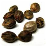 Семена марихуаны АК-47 (Seeds AK-47) в Краснокамске Семена марихуаны АК-47 (Seeds AK-47) в Краснокамске